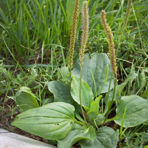 Plantain Weed