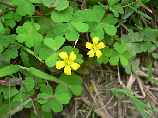 Oxalis Weed